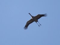 Kranich (Grus grus)  37